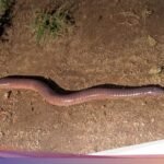 7 Tips Ampuh untuk Mencegah Kehadiran Cacing di Kamar Mandi