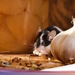 Harus Tahu! 8 Aroma yang Dibenci Tikus, Langsung Lari
