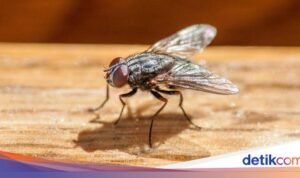 5 Tanaman Anti-Lalat yang Ideal untuk Ditanam di Rumah