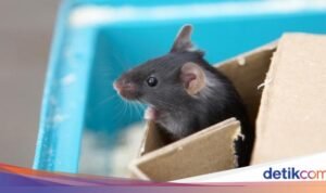 3 Cara Efektif Membersihkan Kotoran Tikus dengan Aman dan Tepat
