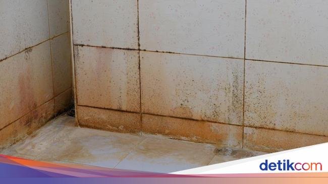 5 Bahan Ampuh untuk Membersihkan dan Menghilangkan Lumut di Kamar Mandi