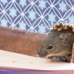 6 Aroma Alami yang Dibenci Tikus, Solusi Ampuh Mengusirnya