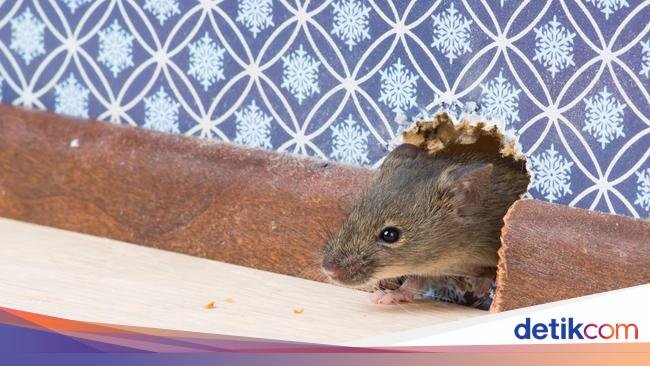 6 Aroma Alami yang Dibenci Tikus, Solusi Ampuh Mengusirnya