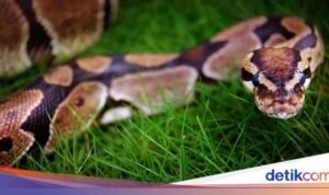 6 Tanda Bahwa Ada Sarang Ular di Rumah, Jangan Dianggap Remeh