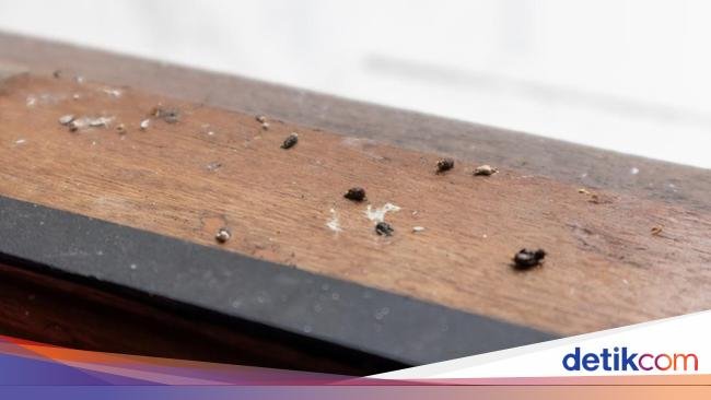 Trik Aman Membersihkan Kotoran Cicak: Jangan Asal-asalan