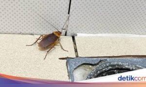 4 Strategi Ampuh Mengusir Kecoak dari Rumah, Pasti Bikin Mereka Enggak Nyaman!