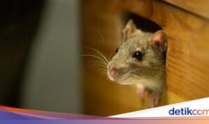 Cegah Rumah Jadi Sarang Tikus Pasca Banjir dengan 4 Langkah Ini!