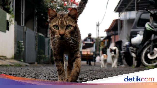 10 Metode Efektif Mengusir Kucing dari Berkunjung ke Rumah Anda