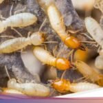 8 Cara Efektif untuk Menghilangkan Rayap yang Kerap Merusak Kayu di Rumah