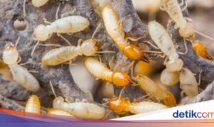 8 Cara Efektif untuk Menghilangkan Rayap yang Kerap Merusak Kayu di Rumah