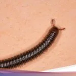 Mengapa Kaki Seribu Mendadak Masuk ke Rumah dan Tips Mencegahnya