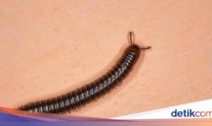 Mengapa Kaki Seribu Mendadak Masuk ke Rumah dan Tips Mencegahnya