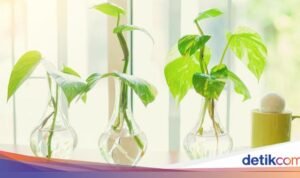 Apakah Kamu Sudah Tahu? Tiga Tanaman Ini Mampu Tumbuh Subur Tanpa Membutuhkan Tanah.